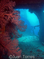 Marine life seizes the remains of the WIT SHOAL.  Taken w... by Juan Torres 